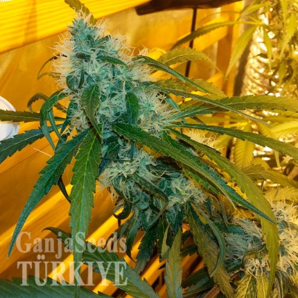 Auto Power Plant feminised Ganja Seeds