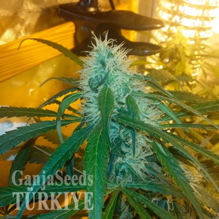 Auto Power Plant feminised Ganja Seeds