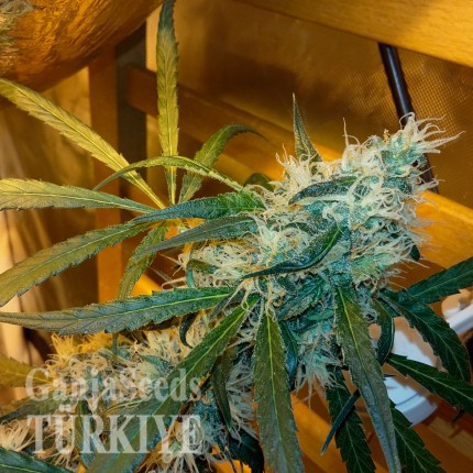 Auto Power Plant feminised Ganja Seeds