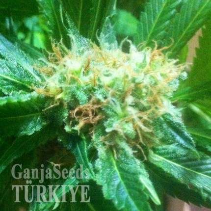 Auto Power Plant feminised Ganja Seeds