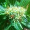 Adana’da  Auto Power Plant feminised Ganja Seeds kenevir tohumu