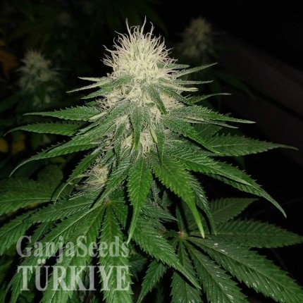 Auto Power Plant feminised Ganja Seeds