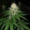 Aydın’da  Auto Power Plant feminised Ganja Seeds kenevir tohumu