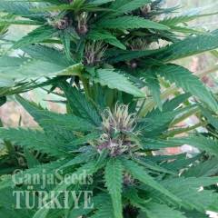 CBD Himalaya Gold feminised Ganja Seeds