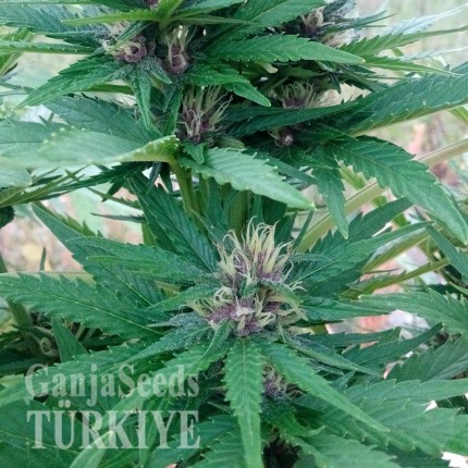 CBD Himalaya Gold feminised Ganja Seeds