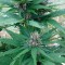 Denizli’de CBD Himalaya Gold feminised Ganja Seeds kenevir tohumu