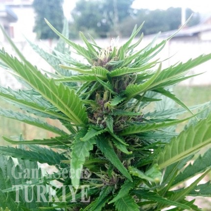 CBD Himalaya Gold feminised Ganja Seeds