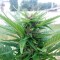 Hatay’da CBD Himalaya Gold feminised Ganja Seeds kenevir tohumu