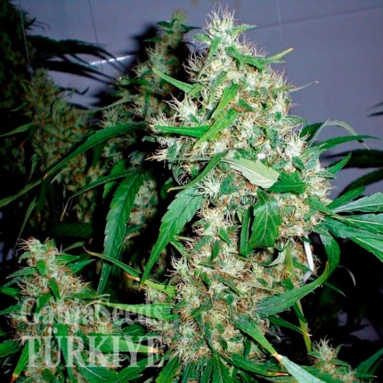 Auto Critical Kush feminised Ganja Seeds