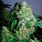 Auto Critical Kush feminised Ganja Seeds