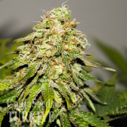 Auto Critical Kush feminised Ganja Seeds