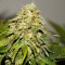 Auto Critical Kush feminised Ganja Seeds