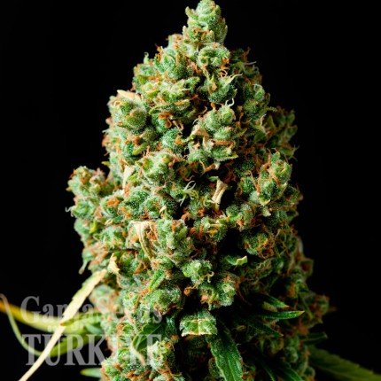 Auto Critical Kush feminised Ganja Seeds