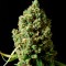 Auto Critical Kush feminised Ganja Seeds