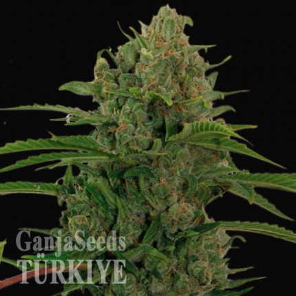 Auto Critical Kush feminised Ganja Seeds