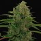 Auto Critical Kush feminised Ganja Seeds