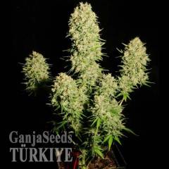 Auto Chronic feminised Ganja Seeds