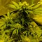 Auto White Widow CBD feminised Ganja Seeds