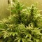 Auto White Widow CBD feminised Ganja Seeds