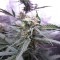 Auto White Widow CBD feminised Ganja Seeds