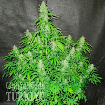 Auto Northern Lights CBD feminised Ganja Seeds