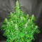 Auto Northern Lights CBD feminised Ganja Seeds