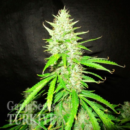 Auto Northern Lights CBD feminised Ganja Seeds