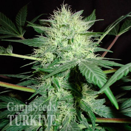 Auto Northern Lights CBD feminised Ganja Seeds