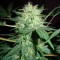 Auto Northern Lights CBD feminised Ganja Seeds