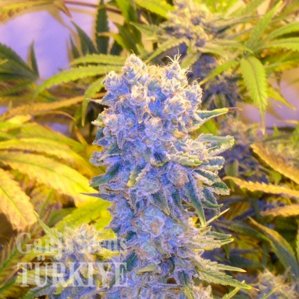 Auto Northern Lights CBD feminised Ganja Seeds