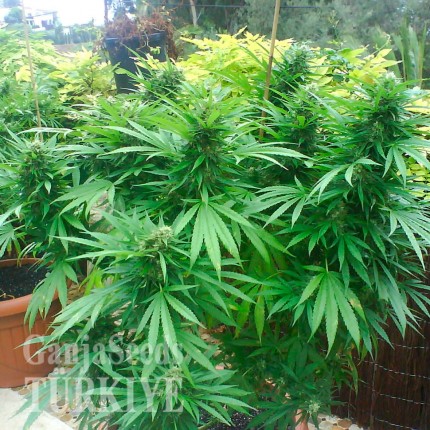 Auto Northern Lights CBD feminised Ganja Seeds