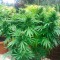 Auto Northern Lights CBD feminised Ganja Seeds