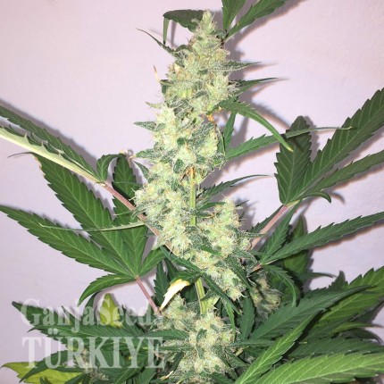 Auto New York Diesel CBD feminised Ganja Seeds