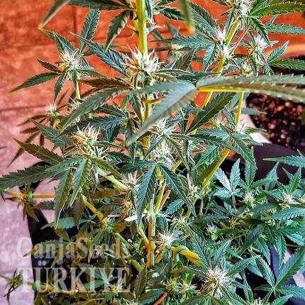 Auto New York Diesel CBD feminised Ganja Seeds