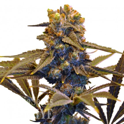 Auto New York Diesel CBD feminised Ganja Seeds