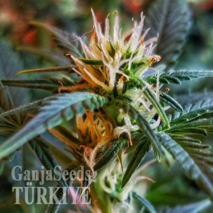 Auto New York Diesel CBD feminised Ganja Seeds