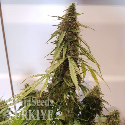 Auto New York Diesel CBD feminised Ganja Seeds