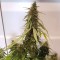 Auto New York Diesel CBD feminised Ganja Seeds