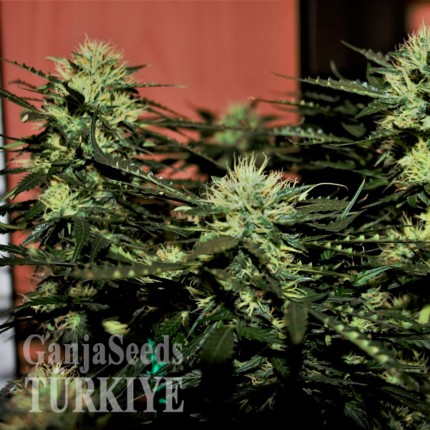 Auto Daiquiri Lime feminised Ganja Seeds