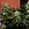 Auto Daiquiri Lime feminised Ganja Seeds