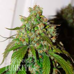 Auto Daiquiri Lime feminised Ganja Seeds