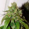 Auto Daiquiri Lime feminised Ganja Seeds