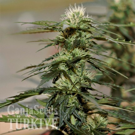 Auto Daiquiri Lime feminised Ganja Seeds