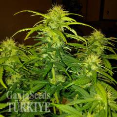 CBD White Widow feminised Ganja Seeds