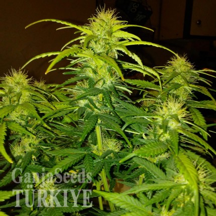 CBD White Widow feminised Ganja Seeds