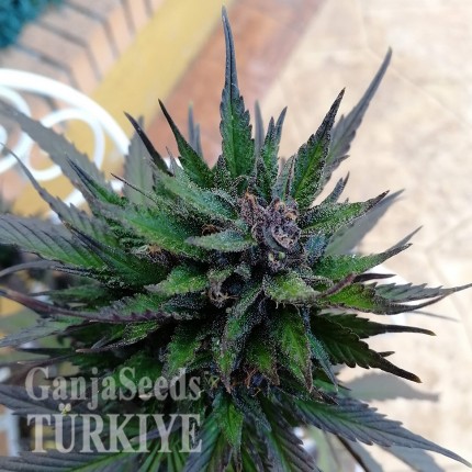 Auto Black Cream feminised Ganja Seeds