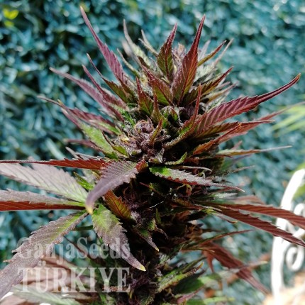 Auto Black Cream feminised Ganja Seeds