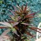 GanjaSeeds internet mağazasından kargo ile Auto Black Cream feminised Ganja Seeds