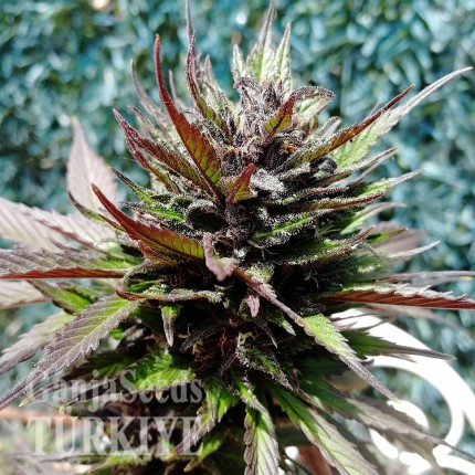 Auto Black Cream feminised Ganja Seeds
