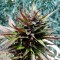 Auto Black Cream feminised Ganja Seeds Ucuz kenevir tohumu fiyatları
